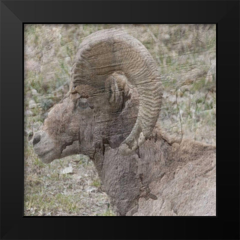 Big Horn Black Modern Wood Framed Art Print by Lewis, Sheldon
