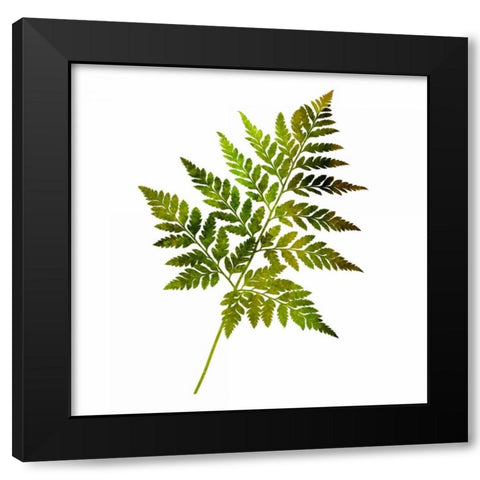 Kings Brush 2 Black Modern Wood Framed Art Print with Double Matting by Lewis, Sheldon