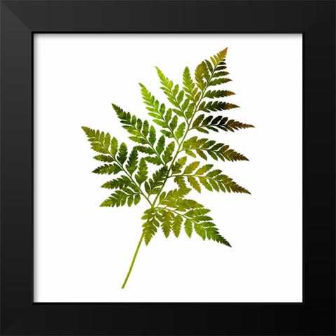 Kings Brush 2 Black Modern Wood Framed Art Print by Lewis, Sheldon