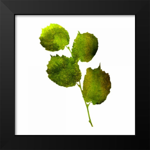 Kings Brush 4 Black Modern Wood Framed Art Print by Lewis, Sheldon