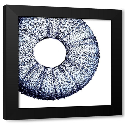 Urchin Shell 1 Black Modern Wood Framed Art Print by Lewis, Sheldon