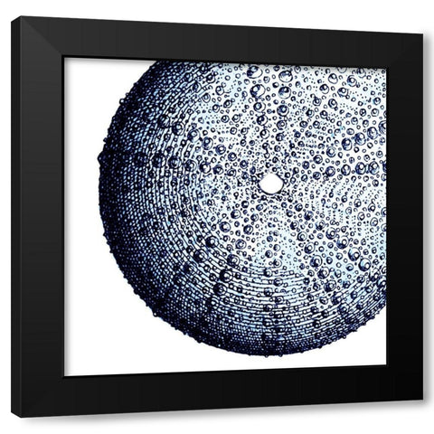 Urchin Shell 2 Black Modern Wood Framed Art Print by Lewis, Sheldon