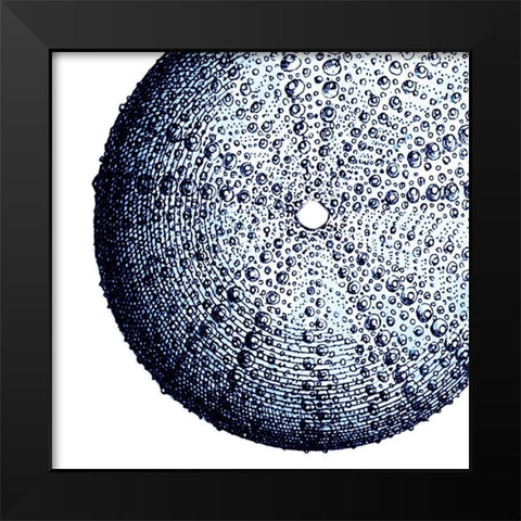 Urchin Shell 2 Black Modern Wood Framed Art Print by Lewis, Sheldon