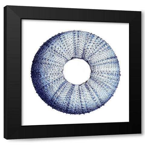 Urchin Shell 3 Black Modern Wood Framed Art Print by Lewis, Sheldon