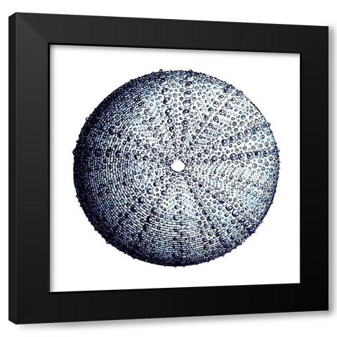 Urchin Shell 4 Black Modern Wood Framed Art Print by Lewis, Sheldon