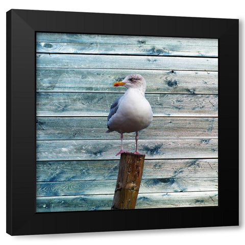 Ba Bird Black Modern Wood Framed Art Print by Lewis, Sheldon