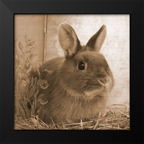 Robby Black Modern Wood Framed Art Print by Lewis, Sheldon