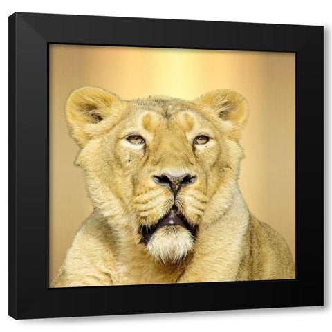 My Name Is Leo Black Modern Wood Framed Art Print with Double Matting by Lewis, Sheldon