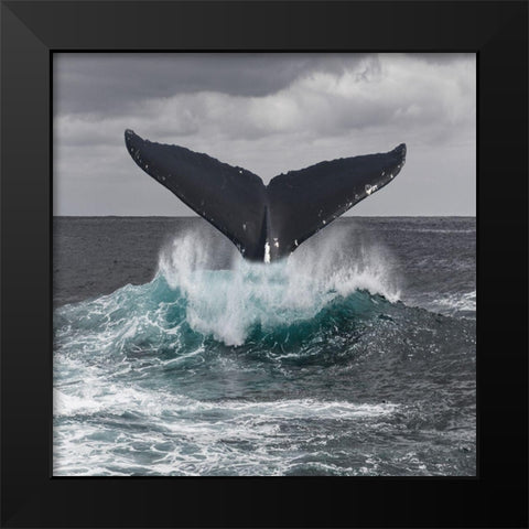 St Vincent Coast Black Modern Wood Framed Art Print by Lewis, Sheldon