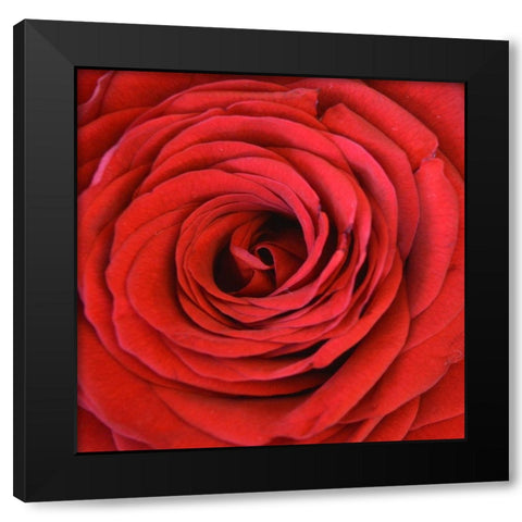 Heart Of The Rose Black Modern Wood Framed Art Print with Double Matting by Lewis, Sheldon