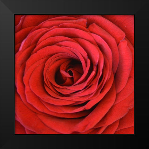 Heart Of The Rose Black Modern Wood Framed Art Print by Lewis, Sheldon