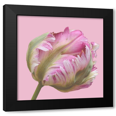 Magnificent Blossom Black Modern Wood Framed Art Print by Lewis, Sheldon