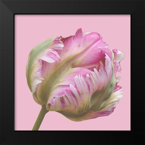 Magnificent Blossom Black Modern Wood Framed Art Print by Lewis, Sheldon