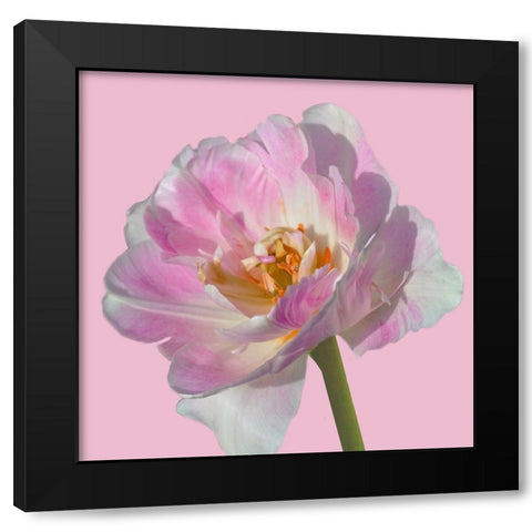 Magnificent Blossom 2 Black Modern Wood Framed Art Print with Double Matting by Lewis, Sheldon