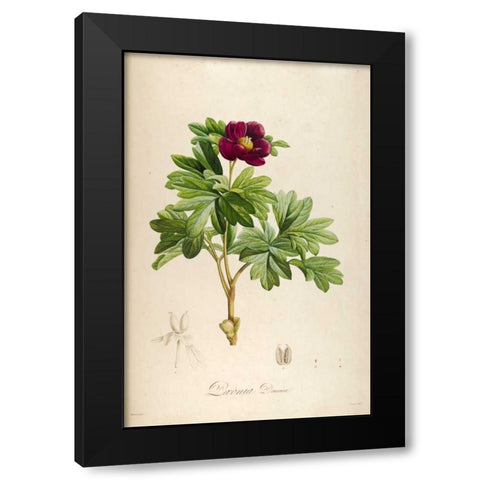 Vintage Botanical 186 Black Modern Wood Framed Art Print by Carlson, Tina