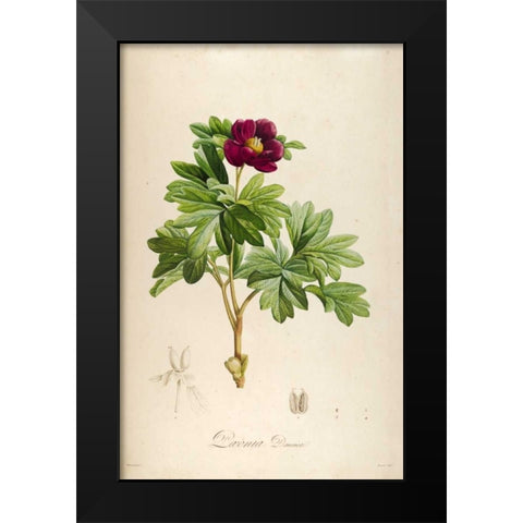 Vintage Botanical 186 Black Modern Wood Framed Art Print by Carlson, Tina