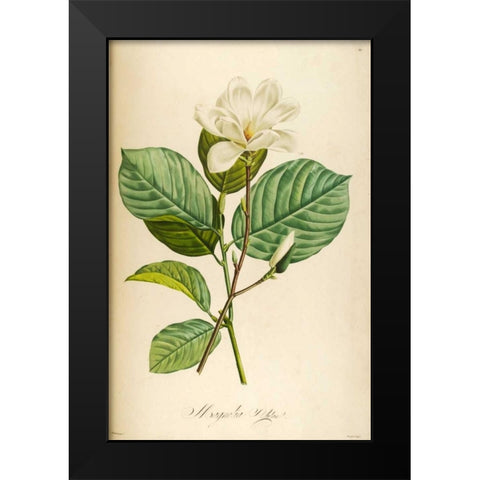 Vintage Botanical Black Modern Wood Framed Art Print by Carlson, Tina