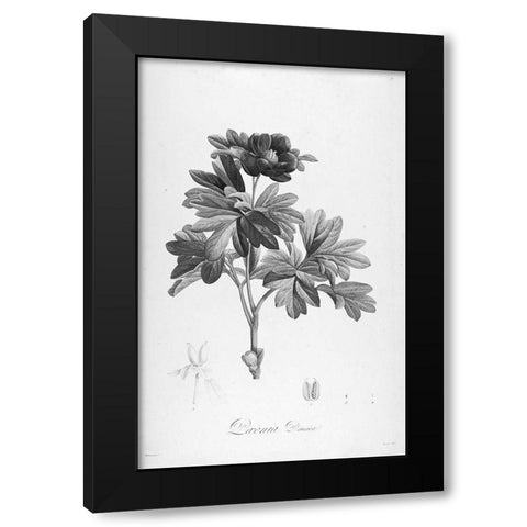Botanical Eclipse 1 Black Modern Wood Framed Art Print by Carlson, Tina