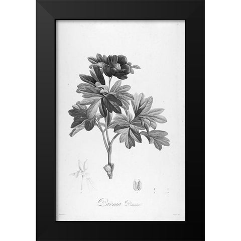 Botanical Eclipse 1 Black Modern Wood Framed Art Print by Carlson, Tina