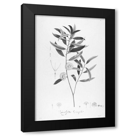 Botanical Eclipse 2 Black Modern Wood Framed Art Print by Carlson, Tina