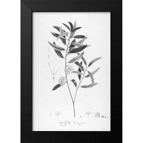 Botanical Eclipse 2 Black Modern Wood Framed Art Print by Carlson, Tina