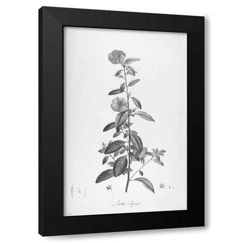 Botanical Eclipse 3 Black Modern Wood Framed Art Print by Carlson, Tina