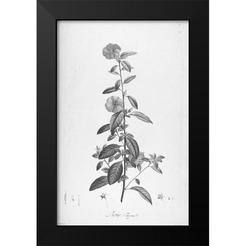 Botanical Eclipse 3 Black Modern Wood Framed Art Print by Carlson, Tina