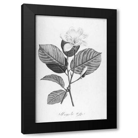 Botanical Eclipse 4 Black Modern Wood Framed Art Print by Carlson, Tina