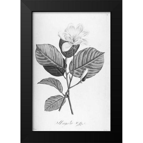Botanical Eclipse 4 Black Modern Wood Framed Art Print by Carlson, Tina