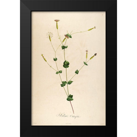 Vintage Botanical 178 Black Modern Wood Framed Art Print by Telik, Tracey