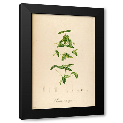 VintageBotanical 192 Black Modern Wood Framed Art Print by Telik, Tracey