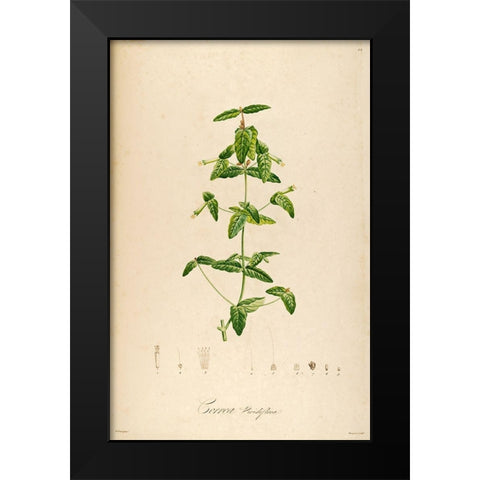 VintageBotanical 192 Black Modern Wood Framed Art Print by Telik, Tracey