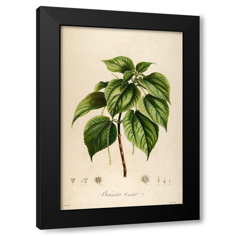 Vintage Botanical 198 Black Modern Wood Framed Art Print by Telik, Tracey