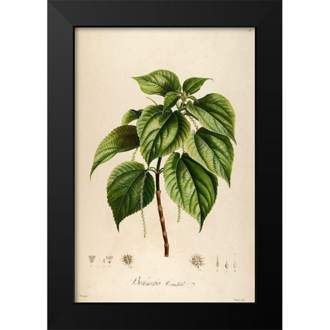 Vintage Botanical 198 Black Modern Wood Framed Art Print by Telik, Tracey