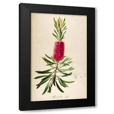 Bottle Brush Black Modern Wood Framed Art Print by Carlson, Tina