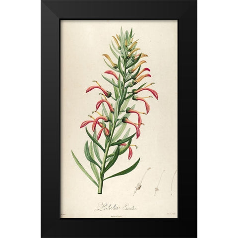 Lobelia Excelsa Black Modern Wood Framed Art Print by Carlson, Tina