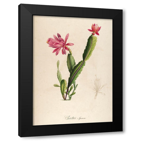 Cactus Speciosus Black Modern Wood Framed Art Print by Carlson, Tina