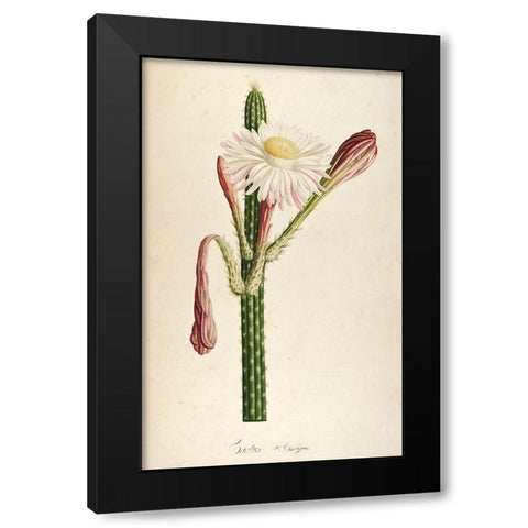 Cactus Ambiguus Black Modern Wood Framed Art Print with Double Matting by Carlson, Tina