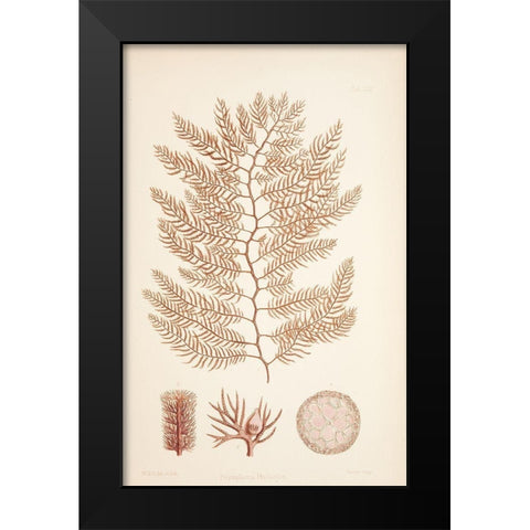 Polysiphonia Coral Black Modern Wood Framed Art Print by Carlson, Tina