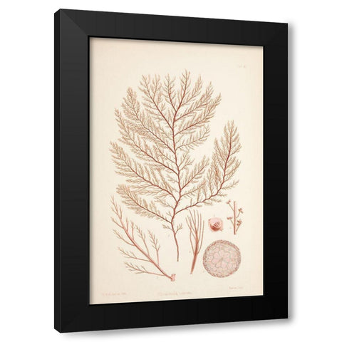 Rodomela Coral Black Modern Wood Framed Art Print with Double Matting by Carlson, Tina