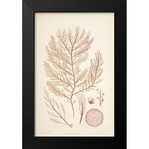 Rodomela Coral Black Modern Wood Framed Art Print by Carlson, Tina