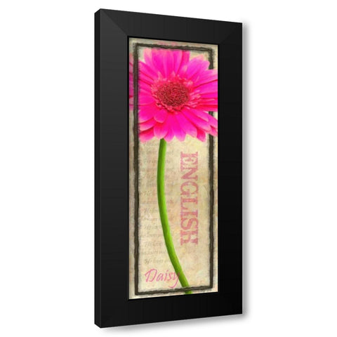 ENGLISH DAISY Black Modern Wood Framed Art Print with Double Matting by Greene, Taylor