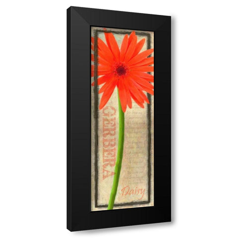 GERBERA DAISY Black Modern Wood Framed Art Print with Double Matting by Greene, Taylor
