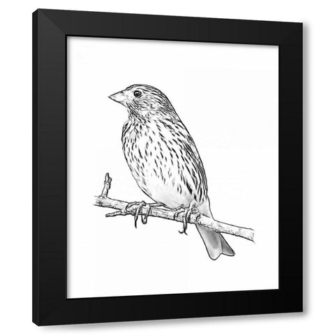 Sketch Bird II Black Modern Wood Framed Art Print by Greene, Taylor