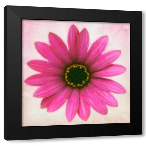 DAISY CHAIN 1 Black Modern Wood Framed Art Print with Double Matting by Greene, Taylor