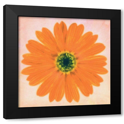 DAISY CHAIN 3 Black Modern Wood Framed Art Print by Greene, Taylor