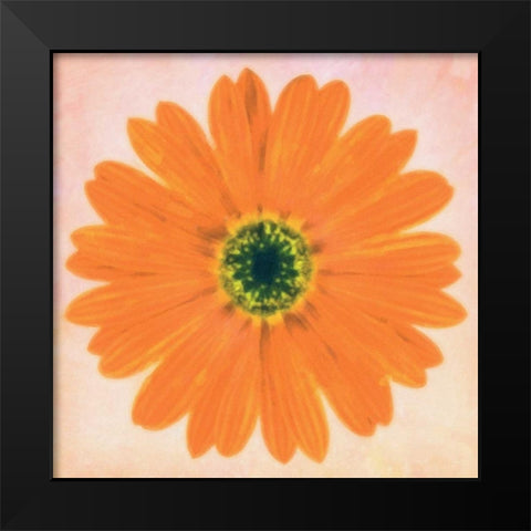 DAISY CHAIN 3 Black Modern Wood Framed Art Print by Greene, Taylor