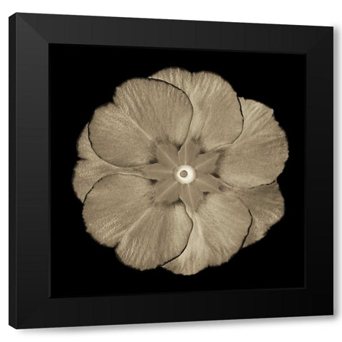 Sepia Floral II Black Modern Wood Framed Art Print by Greene, Taylor