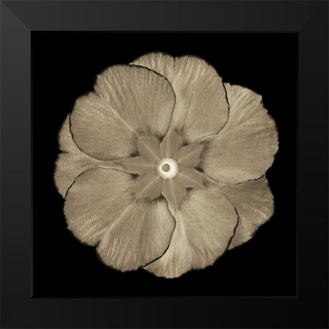 Sepia Floral II Black Modern Wood Framed Art Print by Greene, Taylor