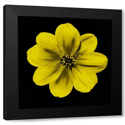 Sepia Floral C1 Black Modern Wood Framed Art Print by Greene, Taylor